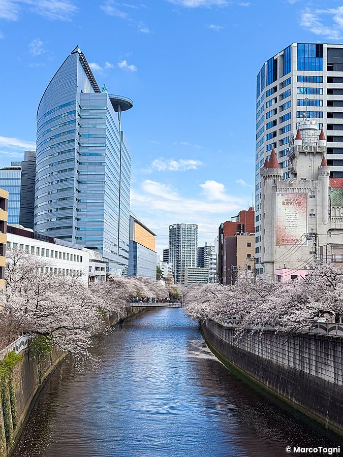 Veduta del Fiume Meguro a Tokyo con alberi di ciliegio in fiore lungo gli argini e moderni edifici sullo sfondo.