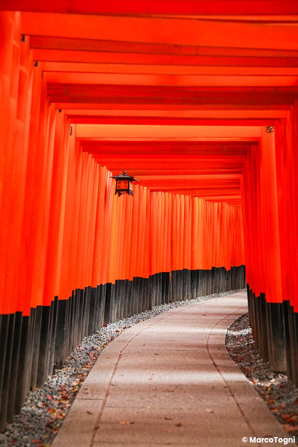 serie di torii rossi al santuario di Fushimi Inari a Kyoto