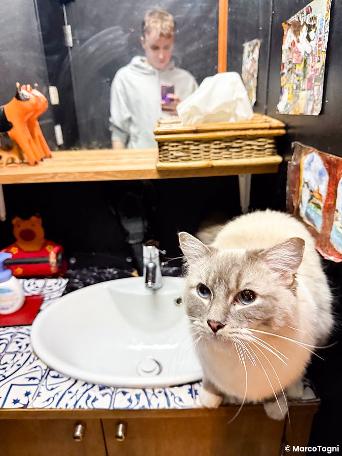gatto nel bagno del Gurugurudo Cat Cafe con persona riflessa nello specchio.