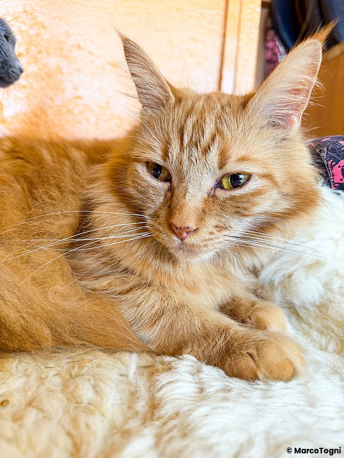 Un gatto fulvo a pelo lungo riposa su una superficie bianca imbottita all'interno del Gurugurudo Cat Cafe di Osaka.