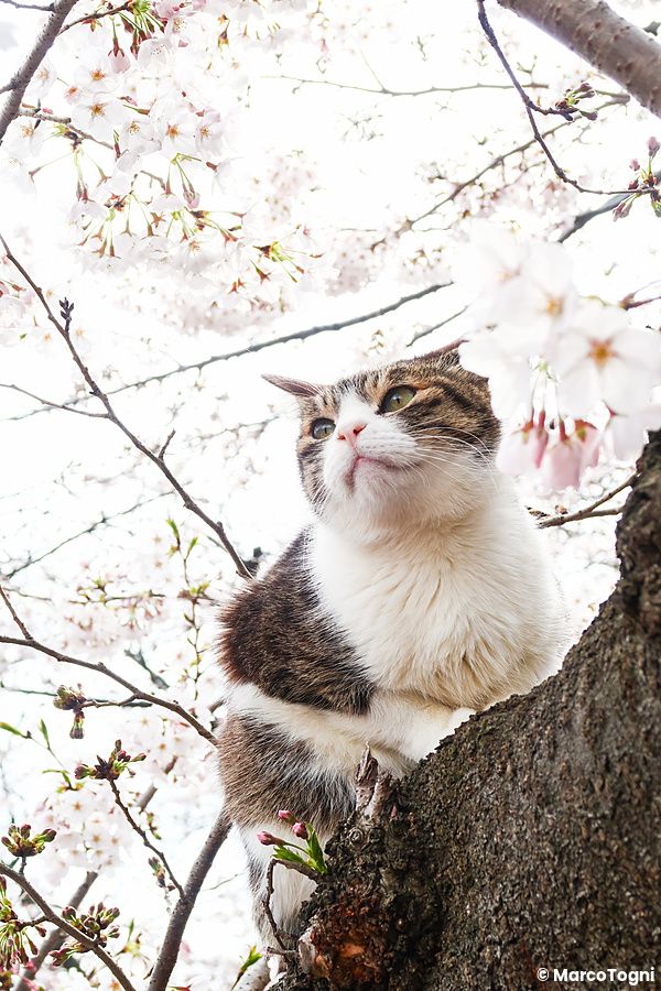 Gatto su un albero di ciliegio in fiore al Parco di Ueno.