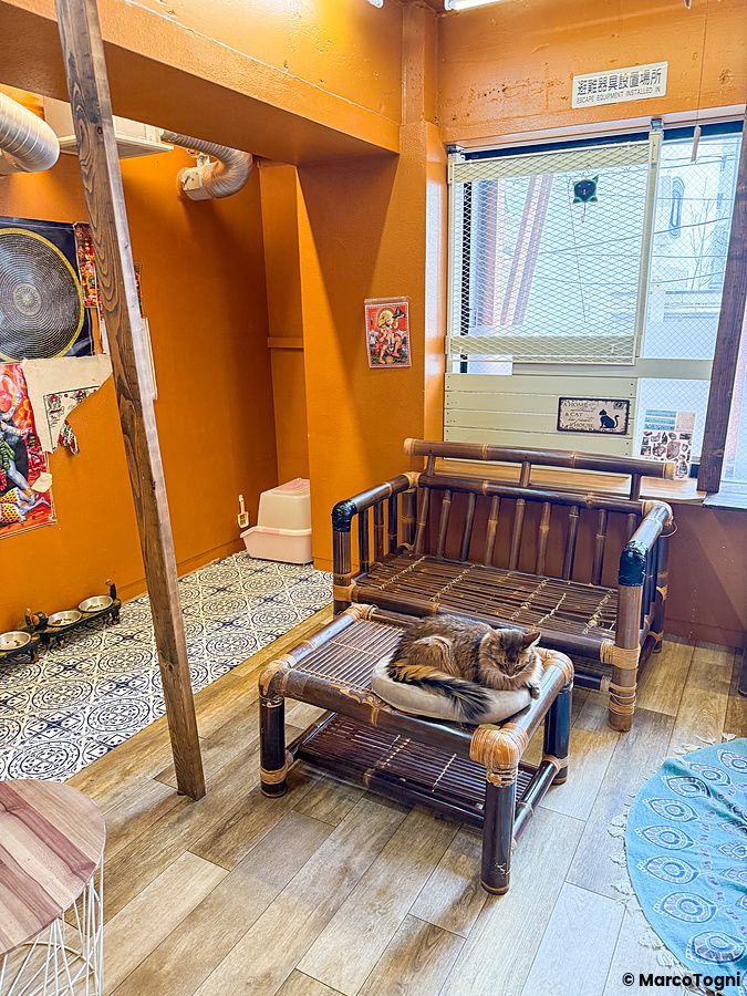 Un gatto riposa su un tavolino di bambù all'interno del Gurugurudo Cat Cafe a Osaka.