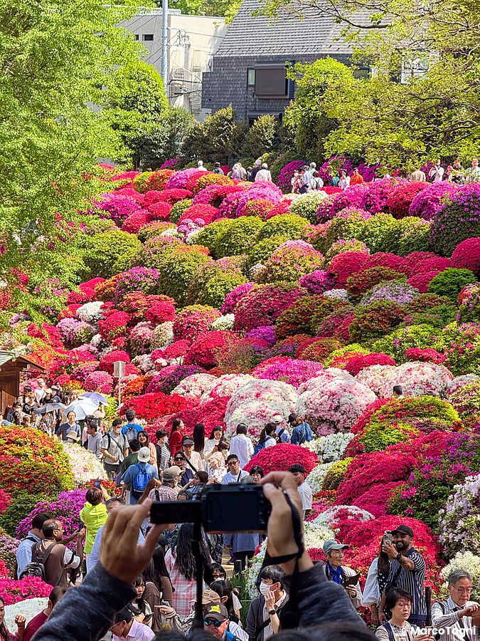 Migliaia di azalee in fiore coprono il pendio del Giardino delle Azalee al tempio Nezu, con persone che passeggiano.