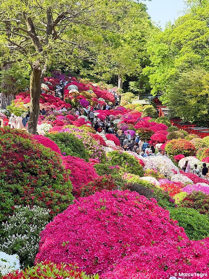 Visitatori nel giardino delle azalee al tempio Nezu a Tokyo in primavera.
