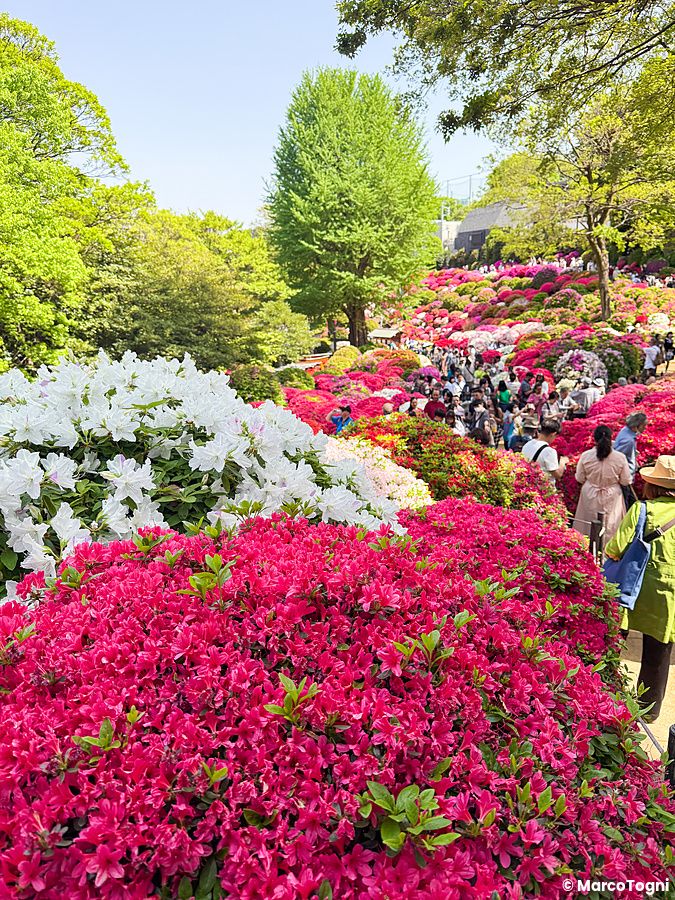 Una moltitudine di cespugli di azalee in fiore dai colori vivaci copre le colline del Giardino delle Azalee, al tempio Nezu.