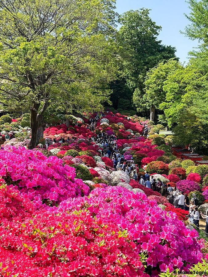 Veduta panoramica del Giardino delle Azalee al tempio Nezu a Tokyo con folla di persone che percorre i sentieri.