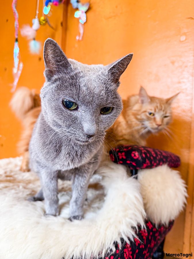 Due gatti, uno grigio e uno arancione, su sfondo arancione al Gurugurudo Cat Cafe.