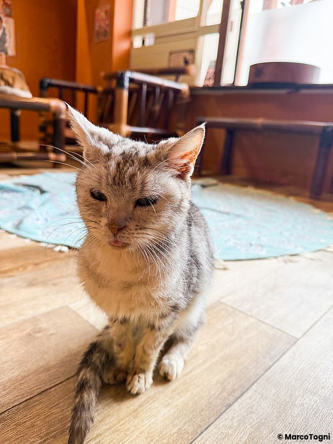Un gatto grigio striato seduto sul pavimento in legno all'interno del Gurugurudo Cat Cafe di Osaka.
