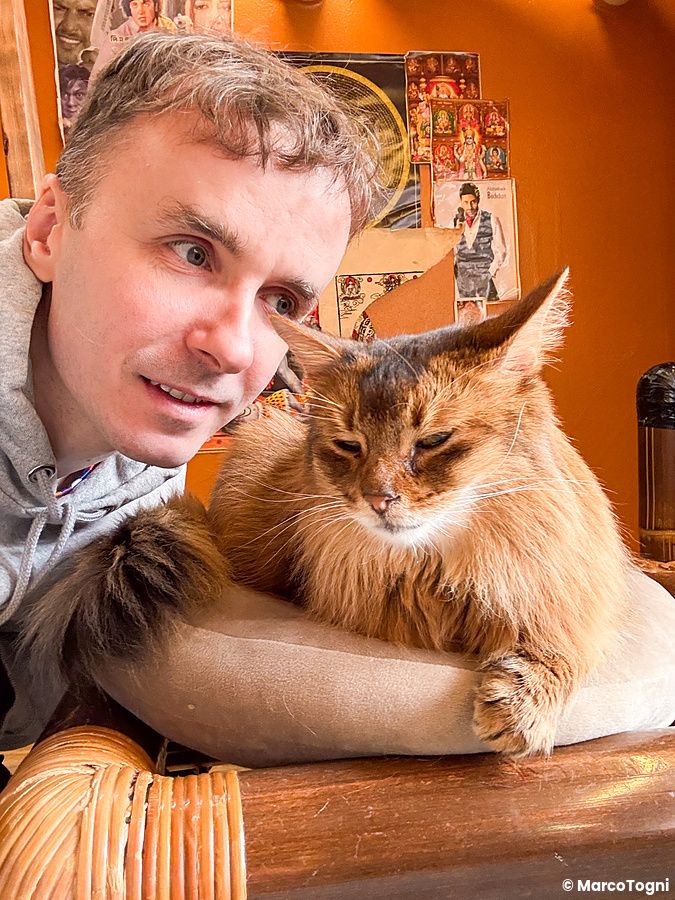 Marco Togni si avvicina al viso di un gatto a pelo lungo che riposa su un cuscino all'interno del Gurugurudo Cat Cafe.