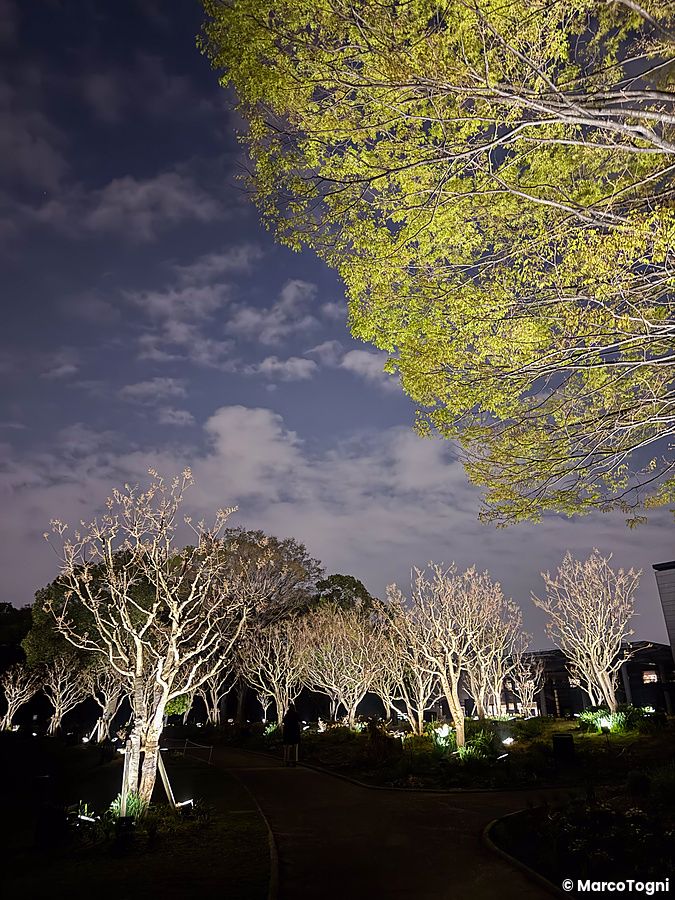 Alberi illuminati lungo un sentiero notturno presso il teamLab Botanical Garden Osaka.