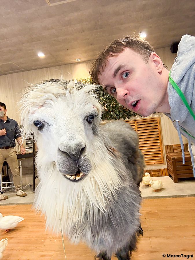 Un lama al centro dell'inquadratura accanto a Marco Togni all'interno dell'animal cafe Animeal a Osaka.