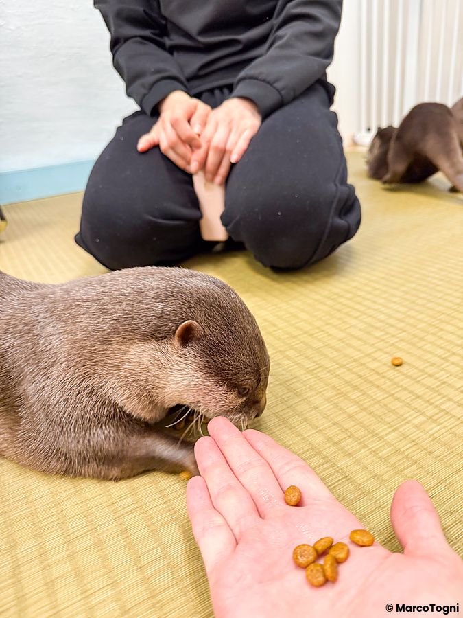 Una lontra mangia del cibo dalla mano di una persona seduta su un tatami presso la sede di Loutre a Osaka.
