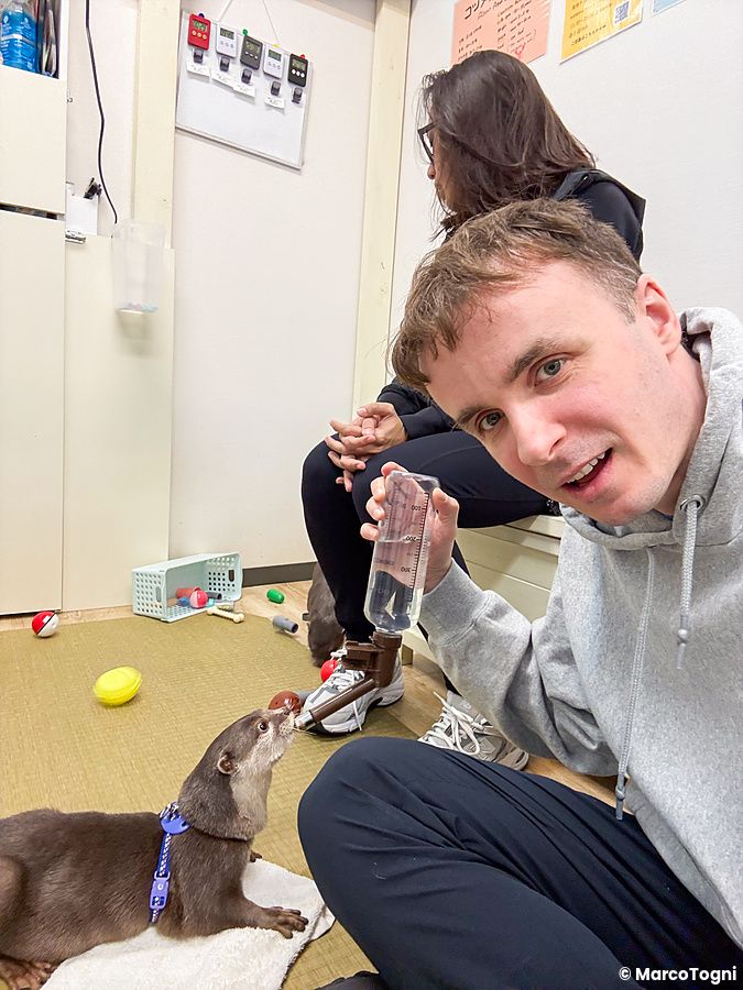 Marco Togni offre dell'acqua da un biberon a una lontra all'interno della sede di Loutre a Osaka.