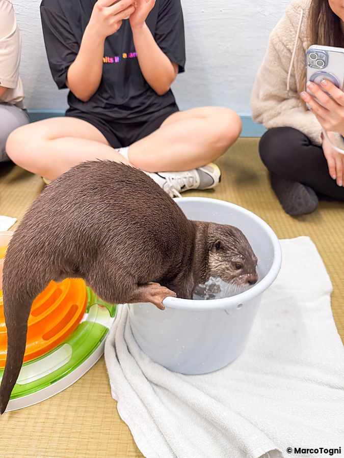 Una lontra è all'interno di un secchio d'acqua presso Loutre a Osaka, osservata da persone sedute sul pavimento.
