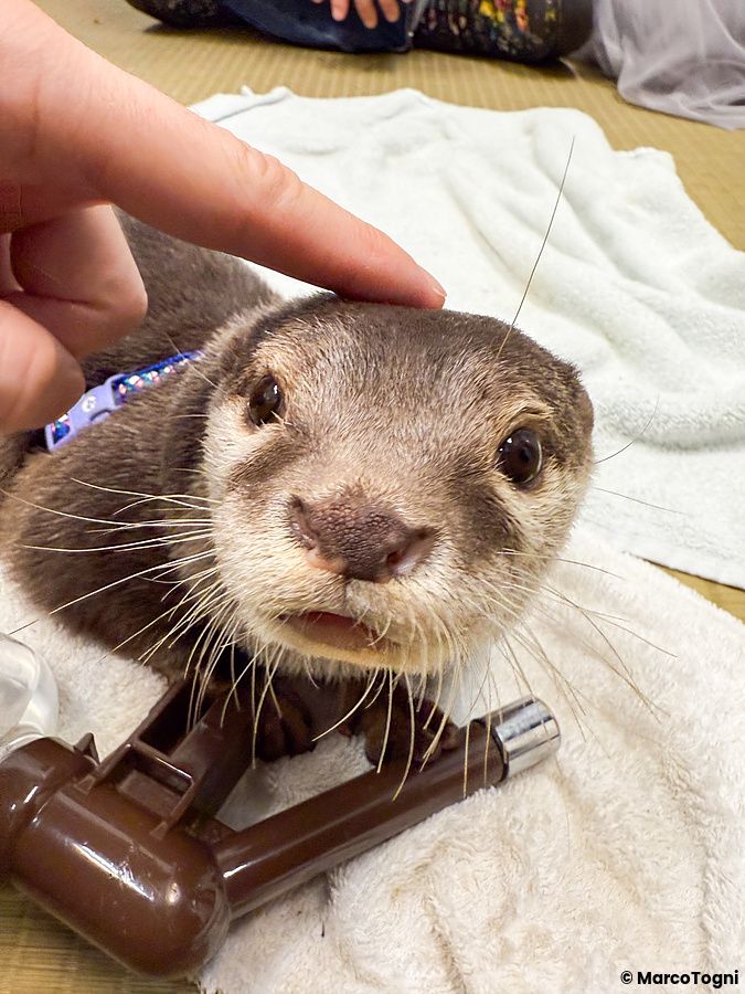 Una lontra con pettorina viene accarezzata sulla testa all'interno della sede di Loutre a Osaka.