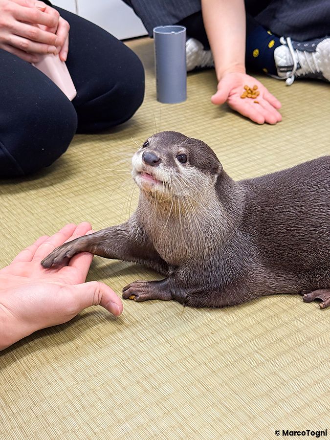 Una lontra poggia la zampa sulla mano di una persona all'interno della sede di Loutre a Osaka.