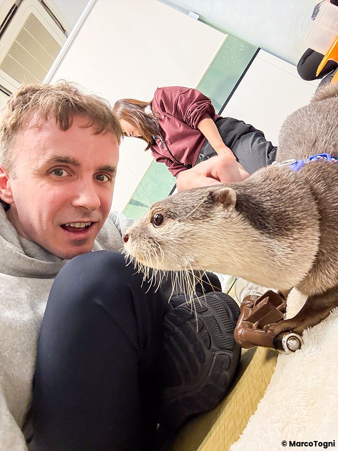 Marco Togni scatta un selfie con una lontra dotata di pettorina blu presso lo spazio interattivo Loutre di Osaka.
