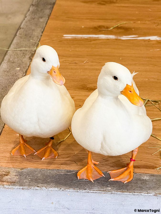 Due anatre bianche con zampe e becchi arancioni si trovano all'interno dell'animal cafe Animeal a Osaka.