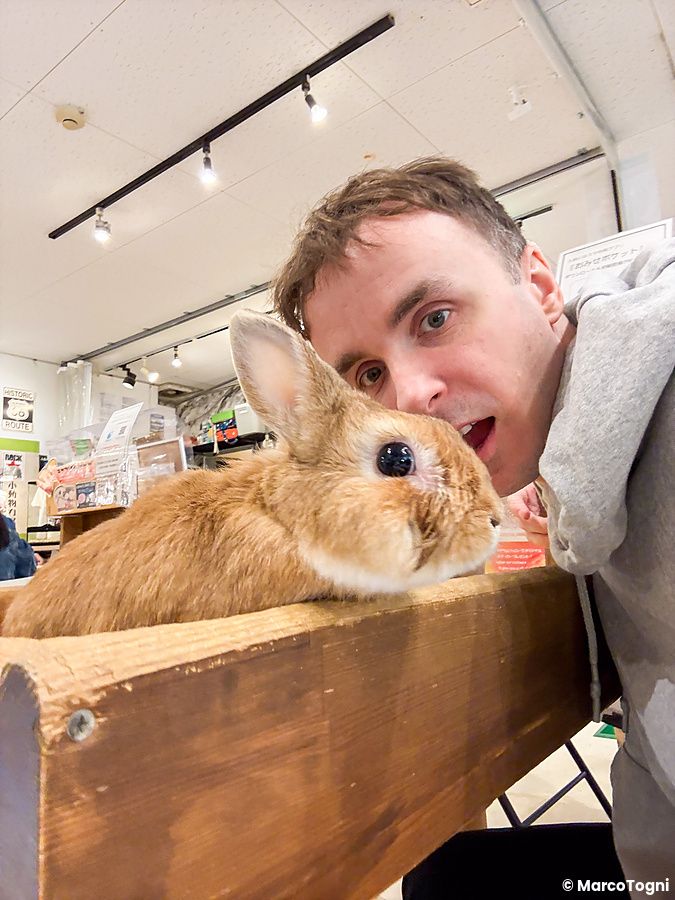 Marco Togni vicino a un coniglio marrone su un tavolo di legno nel Rock Star, un animal cafe ad Osaka.