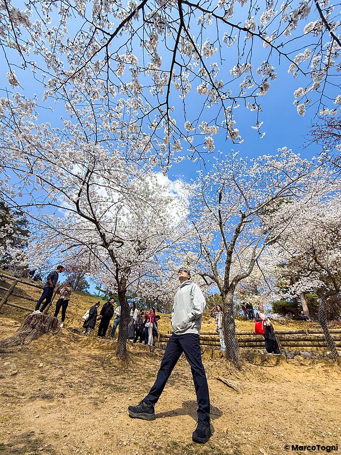 Un uomo in felpa grigia in piedi sotto gli alberi di ciliegio in fiore al parco di Nara, in primavera.
