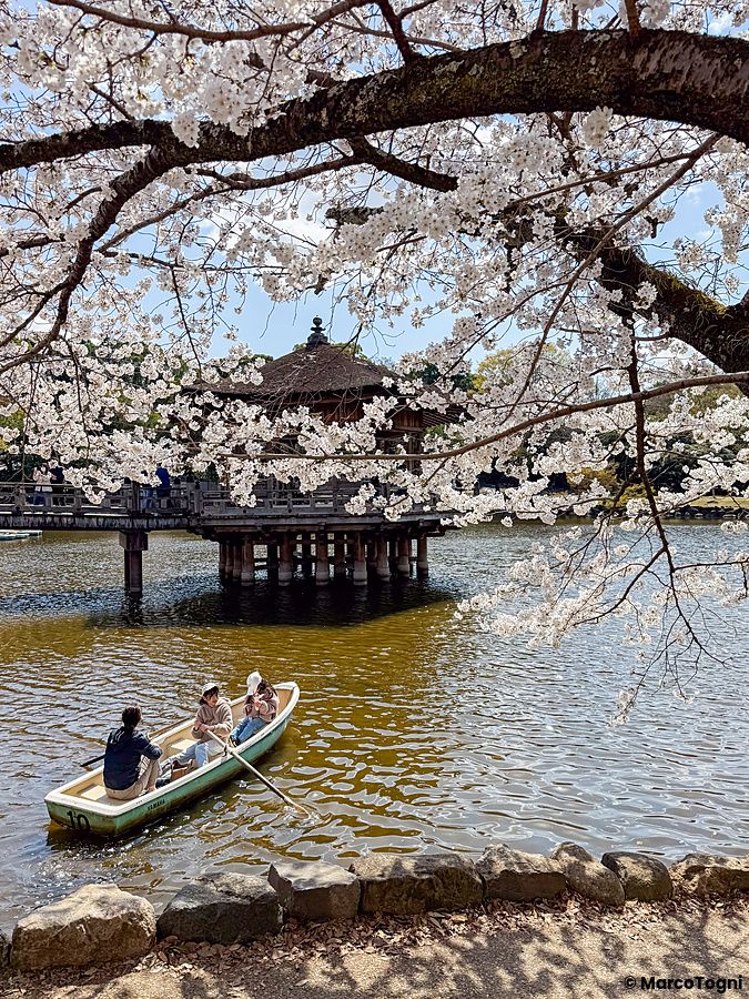 Barca sotto ciliegi in fiore al parco di Nara, primavera.