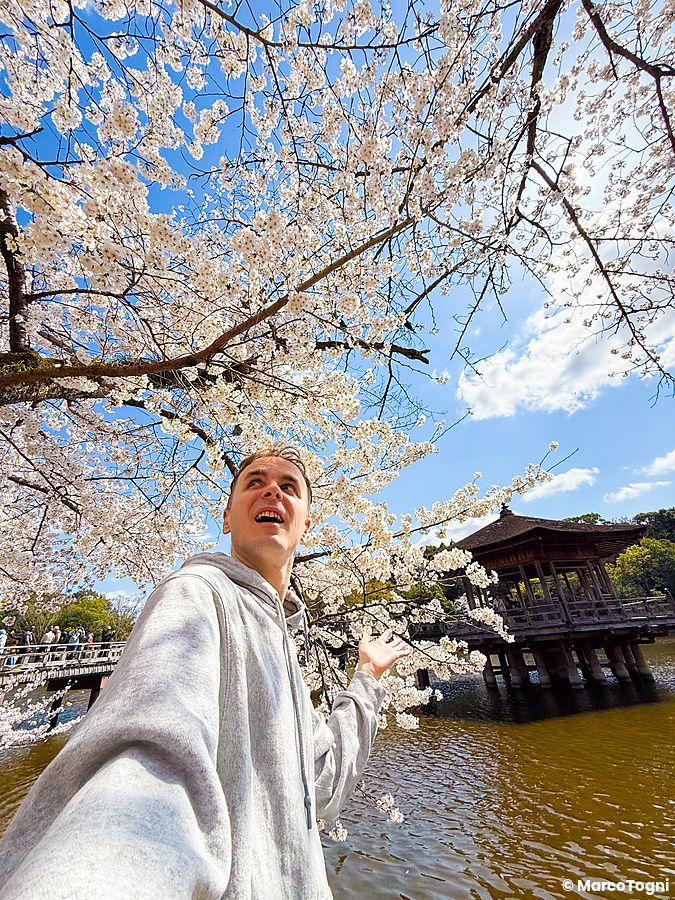Marco Togni sotto ciliegi in fiore nel parco di Nara, in primavera