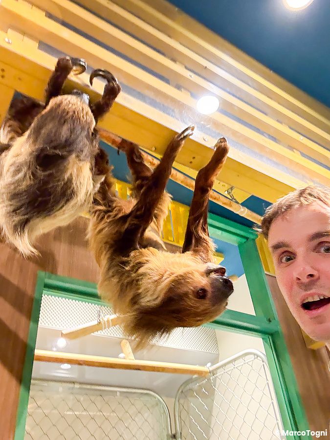 Marco Togni vicino a un bradipo appeso alle strutture in legno all'interno del Rare Zoo a Osaka.