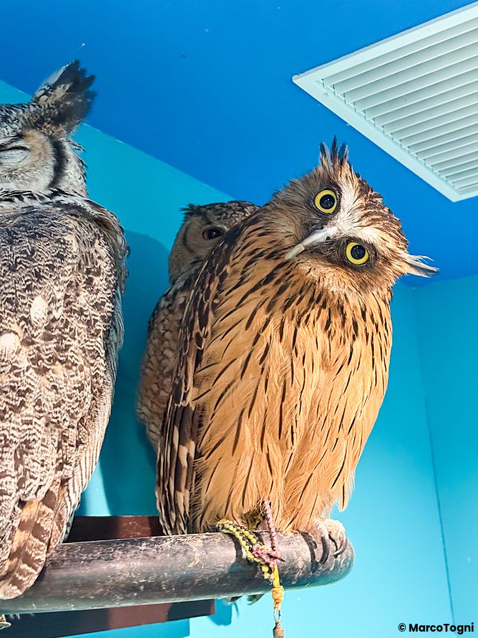 Tre gufi appollaiati su un supporto metallico contro una parete azzurra presso l'animal cafe Rare Zoo a Osaka.