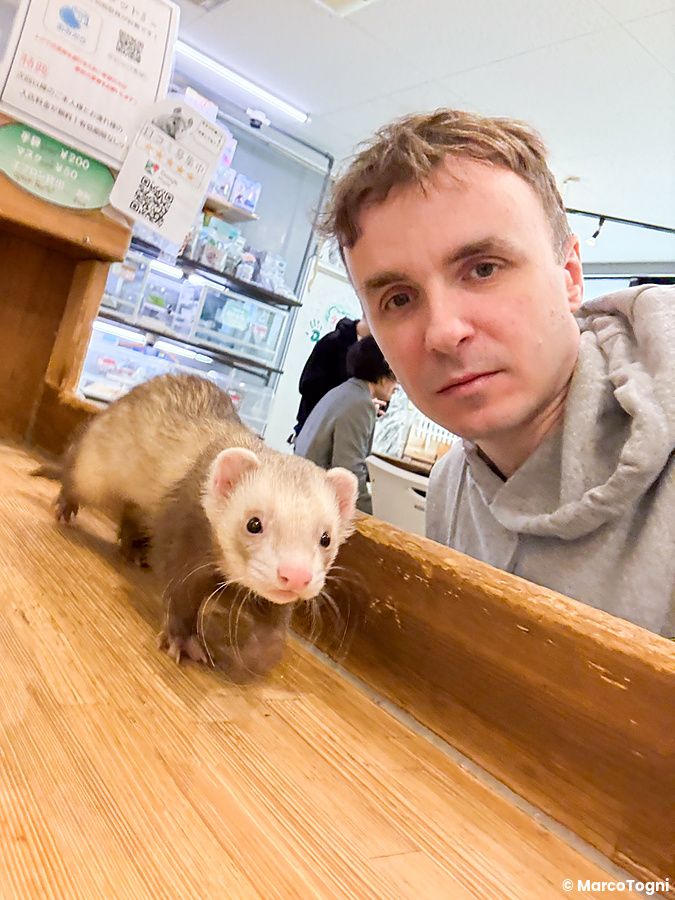 Marco Togni scatta un selfie con un furetto che cammina su un bancone di legno all'interno del locale Rock Star ad Osaka.