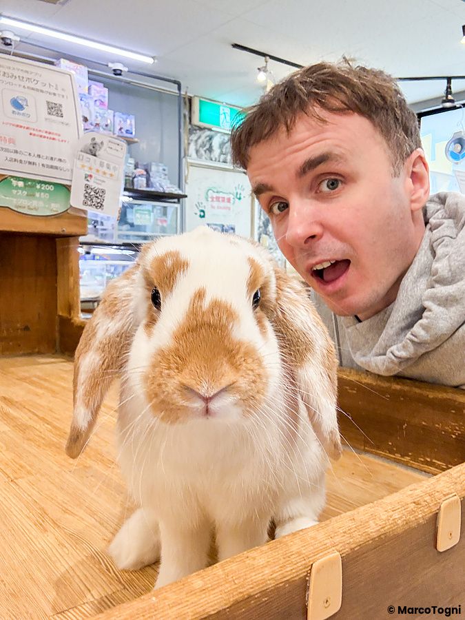 Marco Togni scatta un selfie con un coniglio ariete sul tavolo all'interno dell'animal cafe Rock Star a Osaka.