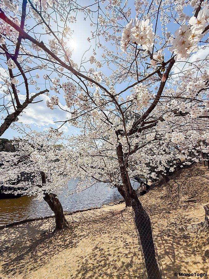 Ciliegi in fiore al parco di Nara, in primavera, vicino a un laghetto sotto un cielo sereno.
