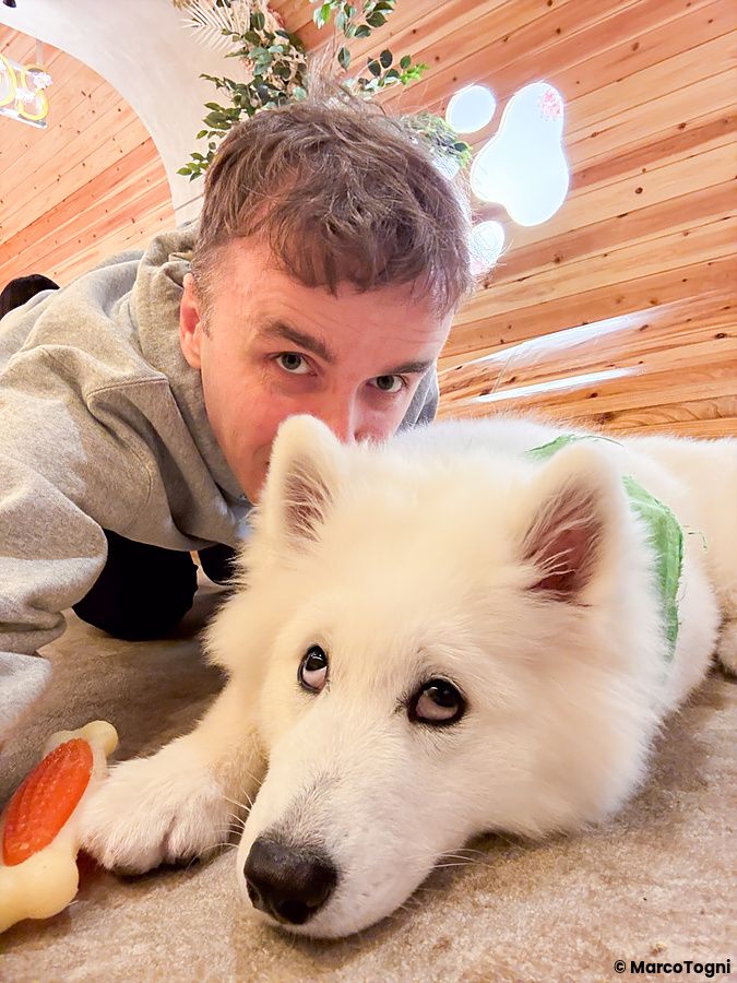 Cane samoiedo bianco con Marco Togni in un ambiente interno di Samoedos.
