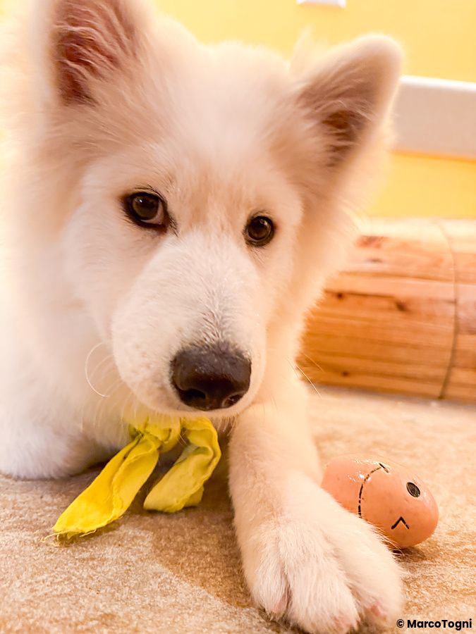 Un cucciolo di samoiedo con un foulard giallo gioca con un piccolo uovo di plastica al Samoedos.