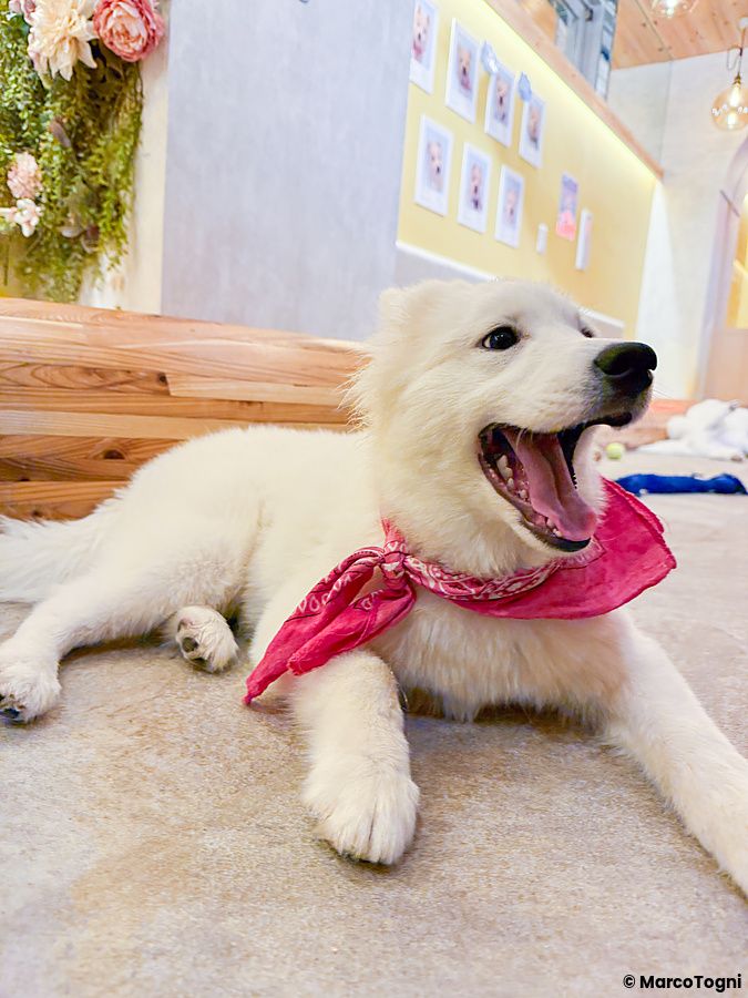 Un cane di razza Samoiedo con bandana rosa sbadiglia disteso sul pavimento all'interno del locale Samoedos.