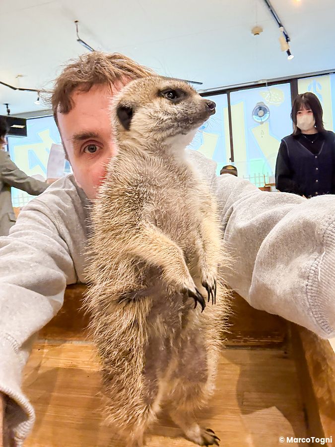 Un uomo scatta un selfie con un suricato in piedi davanti al viso all'interno del locale Rock Star di Osaka.