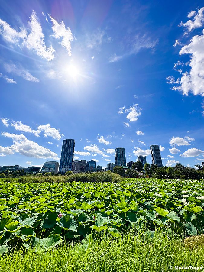 Veduta estiva dello Stagno Shinobazu a Ueno, coperto da foglie di loto con grattacieli sullo sfondo sotto un cielo azzurro.