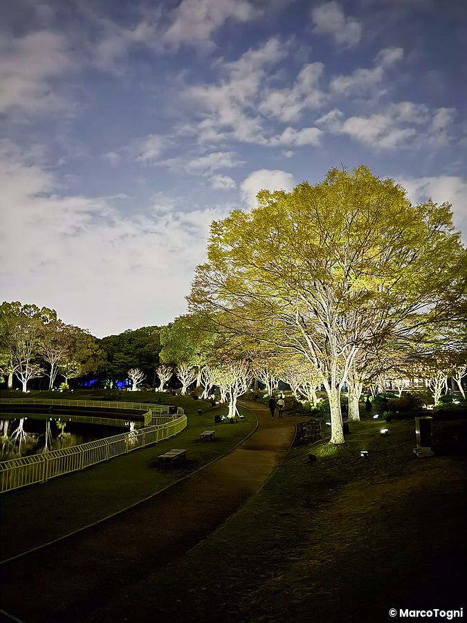 Alberi illuminati e un sentiero lungo uno stagno nel teamLab Botanical Garden Osaka.