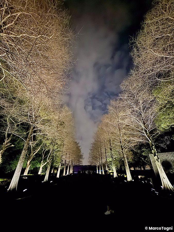 Viale all'ingresso a teamLab Botanical Garden Osaka con alberi illuminati simmetricamente di notte.