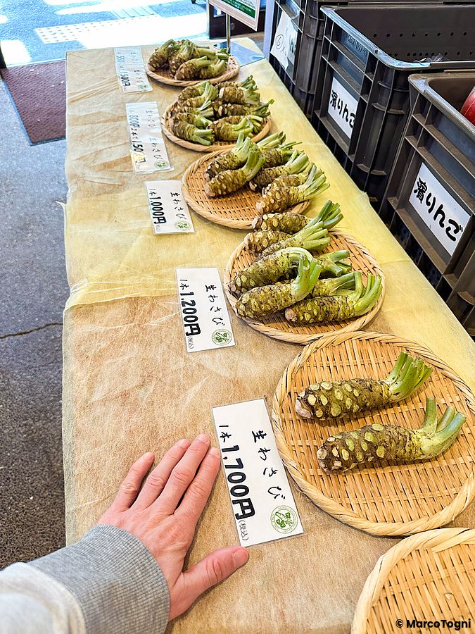 Wasabi fresco in vendita a Daio Wasabi Farm con radici esposte su cestini di bambù e una mano di una persona.