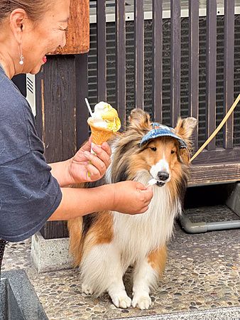 Cane con cappellino mangia un gelato offerto da una persona in Giappone.