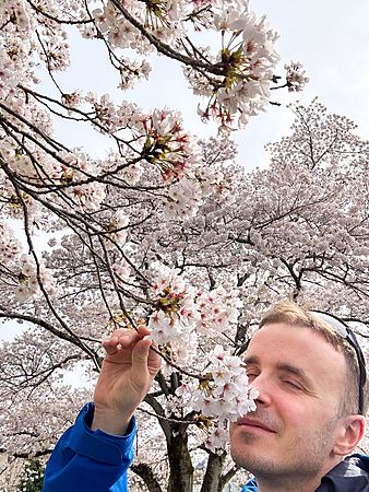 Marco Togni annusa ciliegi in fiore al parco di Ueno, Tokyo.