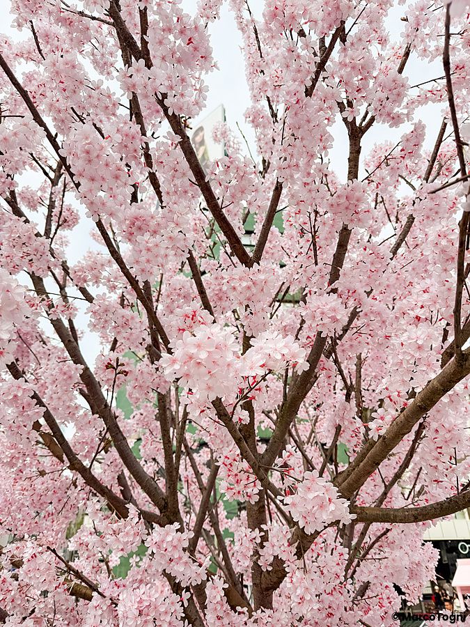 Fiori di ciliegio in piena fioritura su un albero in un ambiente urbano durante i Sakura in Giappone.