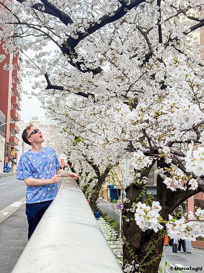 Marco Togni guarda i rami di ciliegi in fiore su un marciapiede ad Otsuka, vicino alla stazione a primavera a Tokyo.
