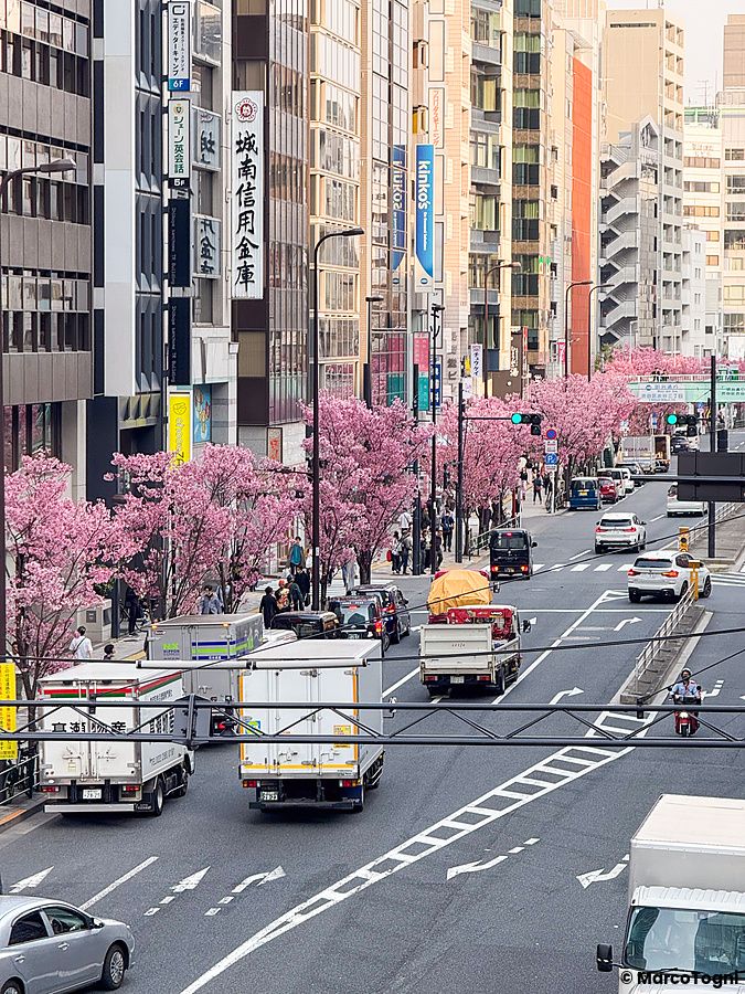 Traffico su Meiji-dori a Shibuya con ciliegi in fiore fiancheggianti la strada.