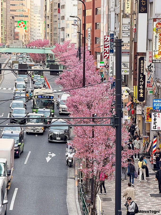 Veduta dall'alto della strada Meiji-dori a Shibuya con traffico veicolare e alberi di ciliegio in fiore.