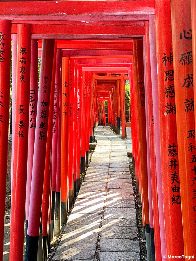 Sentiero di pietra fiancheggiato da una sequenza di torii rossi all'interno del Santuario Nezu a Tokyo.