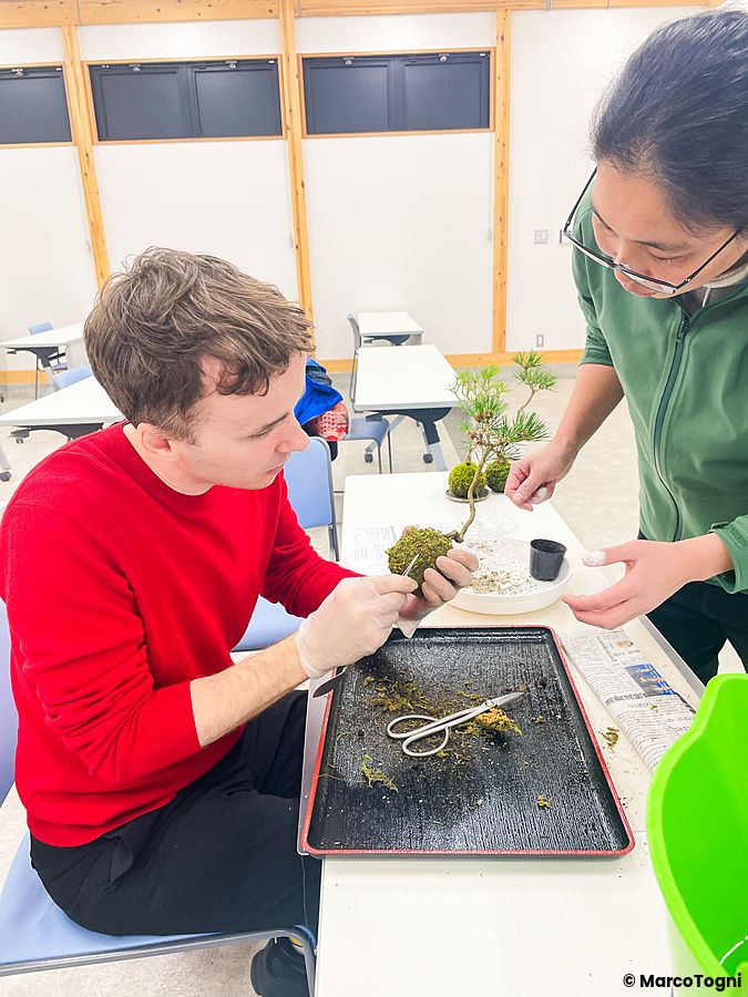 Persona maschile e persona femminile lavorano insieme alla creazione di un bonsai al Takamatsu Bonsai Village Center.
