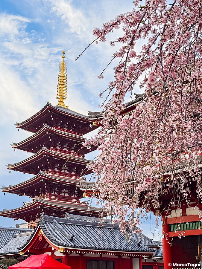 Pagoda del tempio Senso-ji ad Asakusa, Tokyo, con sakura in fiore.