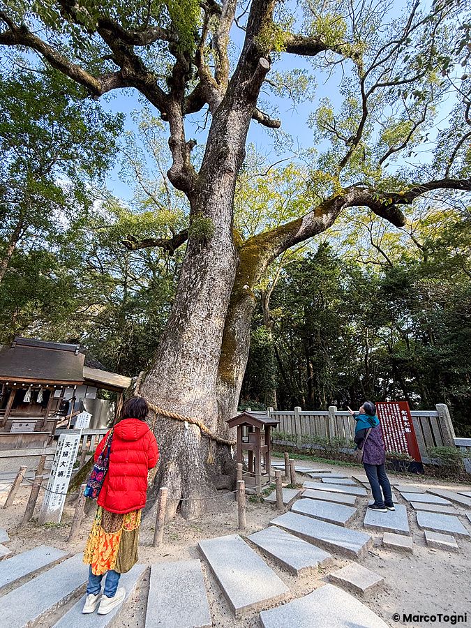 L'albero monumentale del Santuario Izanagi sull'isola di Awaji, con due persone che lo osservano lungo il sentiero.