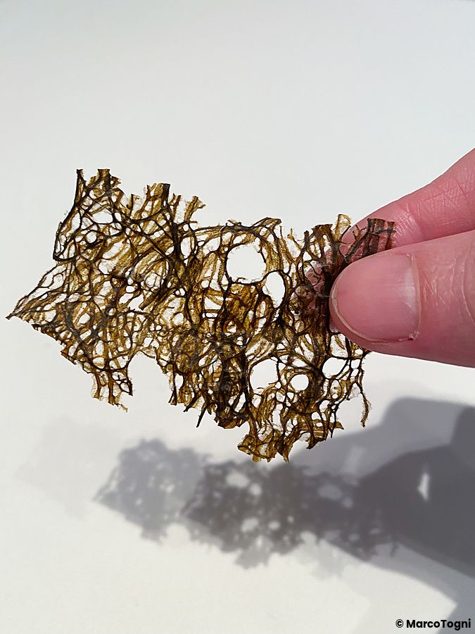 Una mano sostiene una sottile alga croccante traforata presso il ristorante Edition Koji Shimomura a Tokyo.